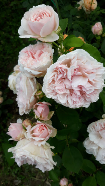  - ST SWITHUN David Austin 3