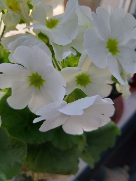 20190406_122515[1] - primula
