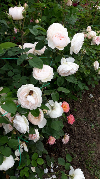  - GENTLE HERMIONE David Austin 3