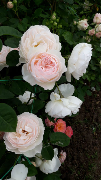  - GENTLE HERMIONE David Austin 3