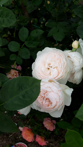  - GENTLE HERMIONE David Austin 3