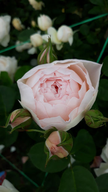  - GENTLE HERMIONE David Austin 3