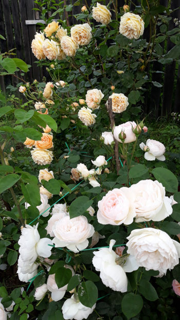  - GENTLE HERMIONE David Austin 3