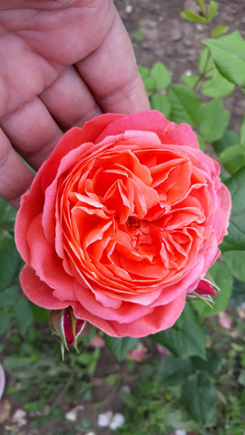  - SUMMER SONG David Austin 3