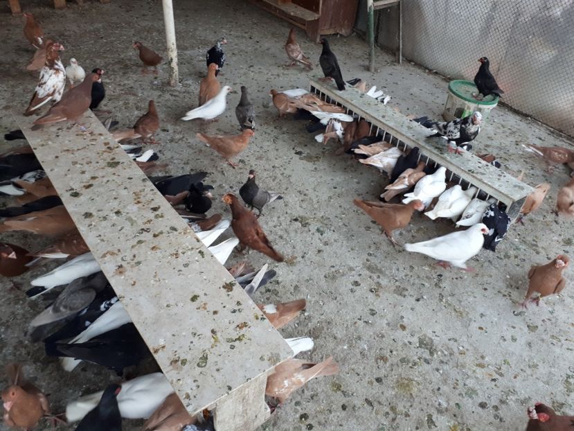  - I _ carunculați 2019