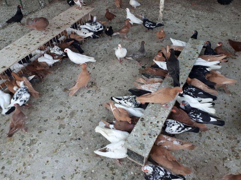  - I _ carunculați 2019