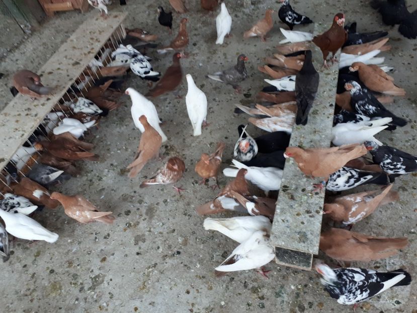  - I _ carunculați 2019