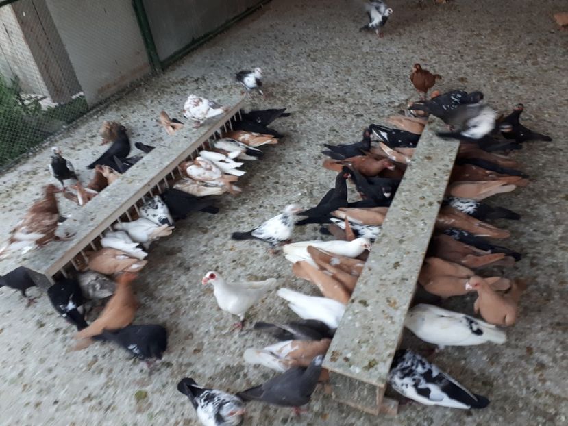  - I _ carunculați 2019