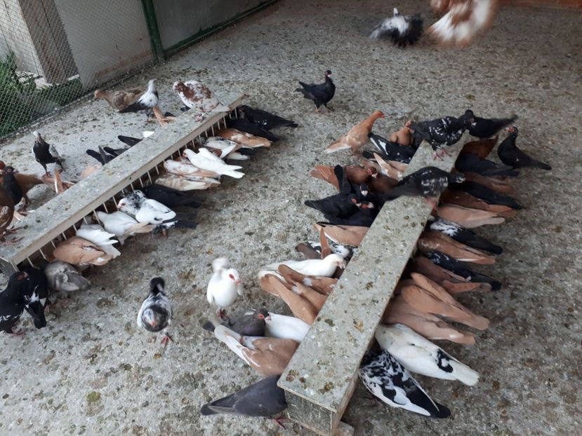  - I _ carunculați 2019