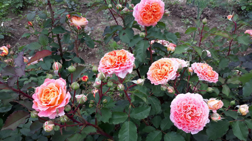  - JEF L ARTISTE Massad 3