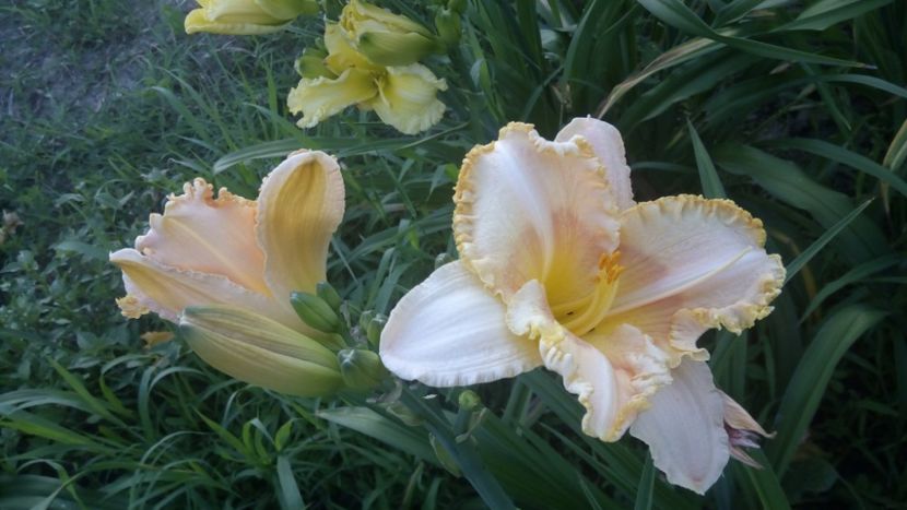  - 2019 Hemerocallisi