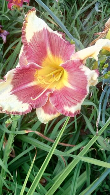  - 2019 Hemerocallisi