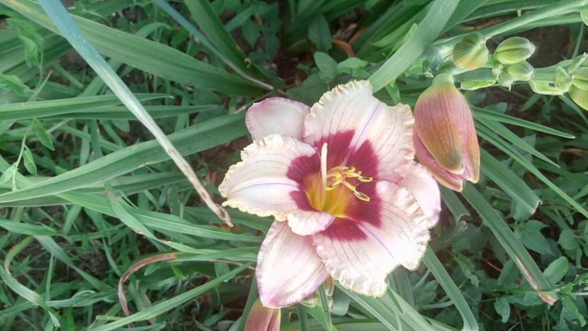  - 2019 Hemerocallisi