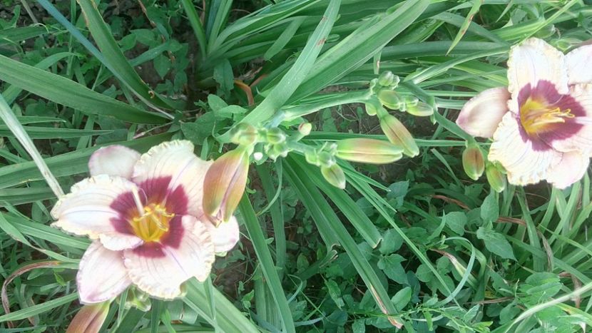  - 2019 Hemerocallisi