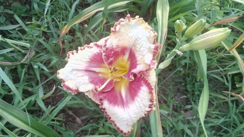  - 2019 Hemerocallisi