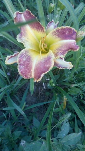  - 2019 Hemerocallisi