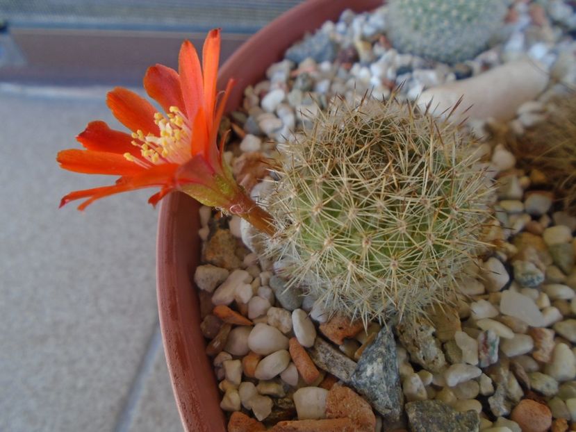Aylostera (Rebutia) fiebrigii - Cactusi 2019 bis