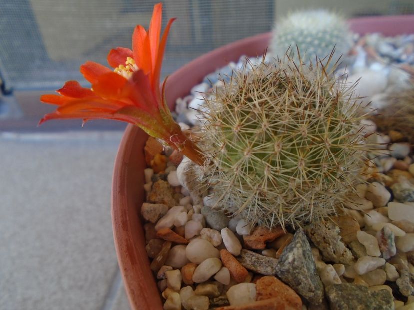 Aylostera (Rebutia) fiebrigii - Cactusi 2019 bis