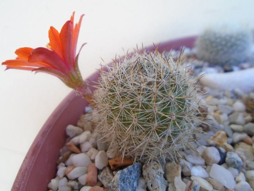 Aylostera (Rebutia) fiebrigii - Cactusi 2019 bis