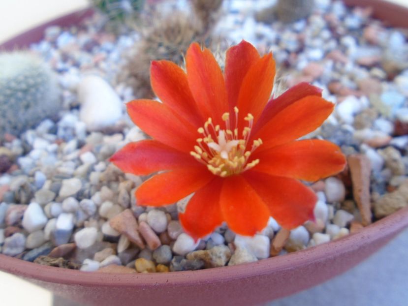 Aylostera (Rebutia) fiebrigii - Cactusi 2019 bis
