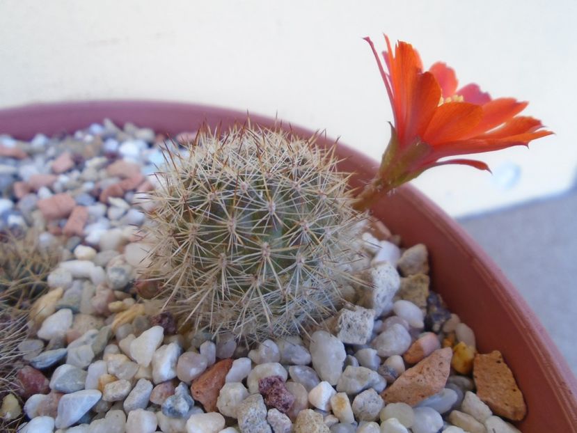 Aylostera (Rebutia) fiebrigii - Cactusi 2019 bis