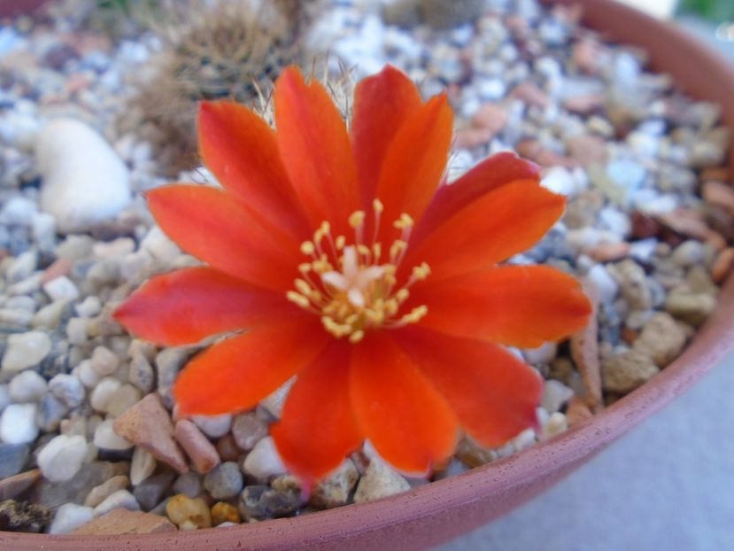 Aylostera (Rebutia) fiebrigii - Cactusi 2019 bis