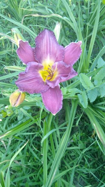  - 2019 Hemerocallisi