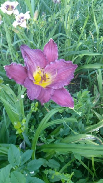  - 2019 Hemerocallisi