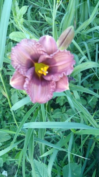  - 2019 Hemerocallisi