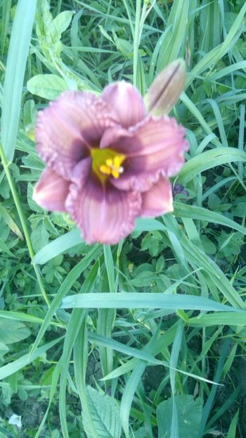  - 2019 Hemerocallisi