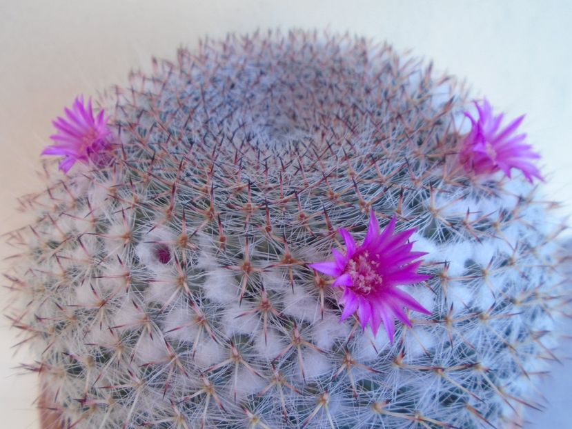 Mammillaria hahniana - Cactusi 2019 bis