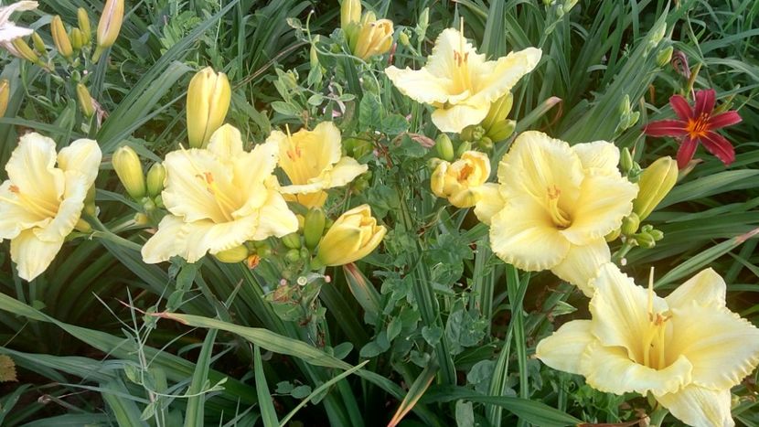  - 2019 Hemerocallisi