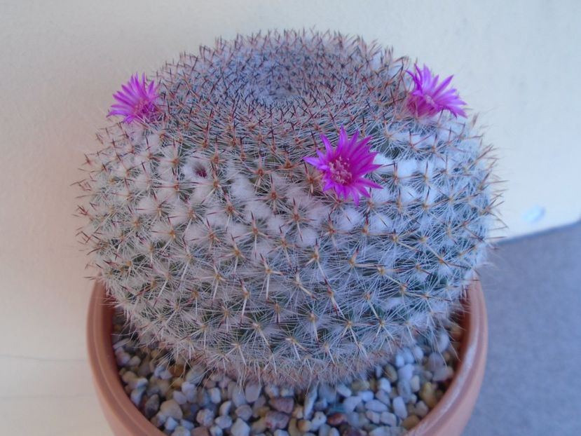 Mammillaria hahniana - Cactusi 2019 bis