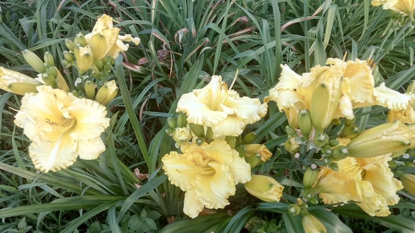  - 2019 Hemerocallisi