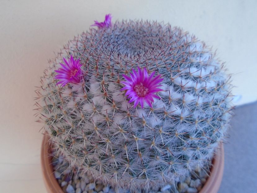 Mammillaria hahniana - Cactusi 2019 bis