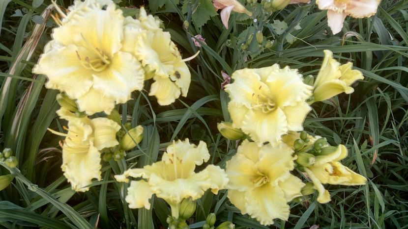  - 2019 Hemerocallisi