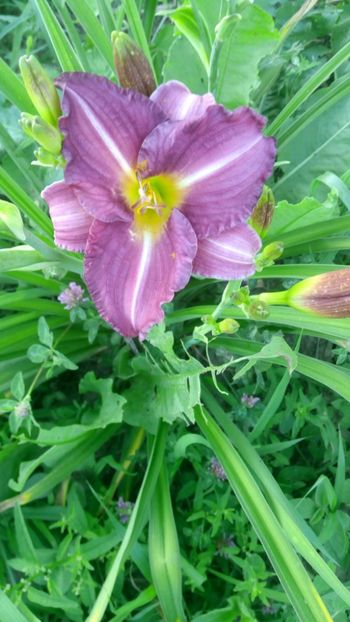  - 2019 Hemerocallisi