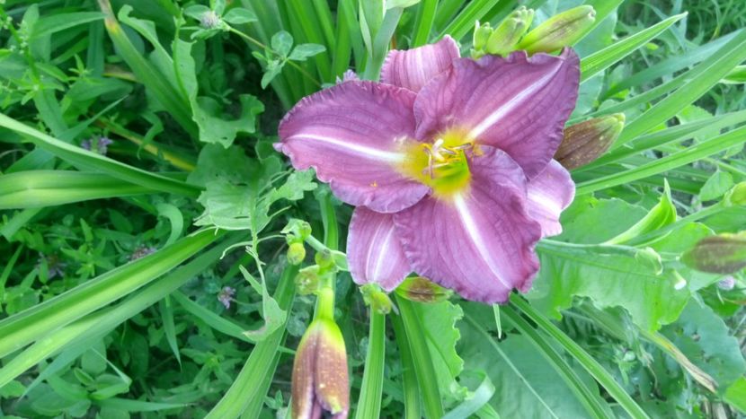  - 2019 Hemerocallisi