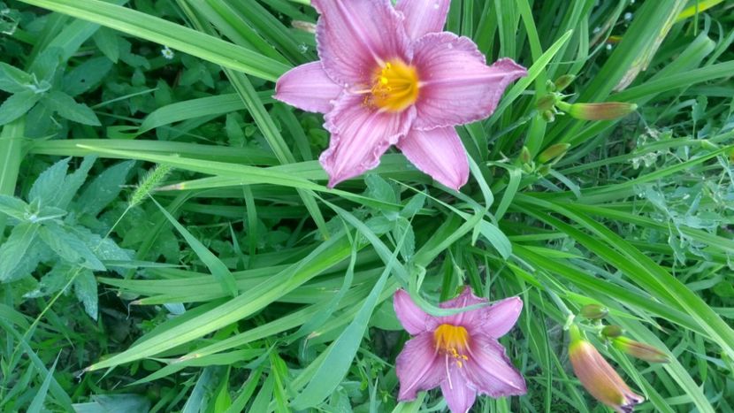  - 2019 Hemerocallisi