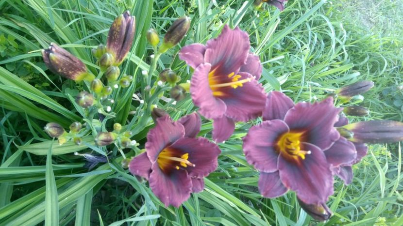  - 2019 Hemerocallisi