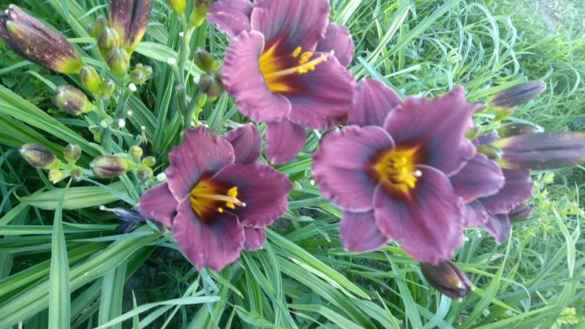  - 2019 Hemerocallisi