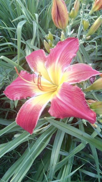  - 2019 Hemerocallisi