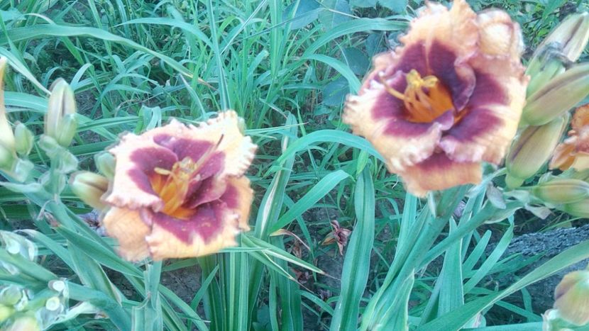  - 2019 Hemerocallisi