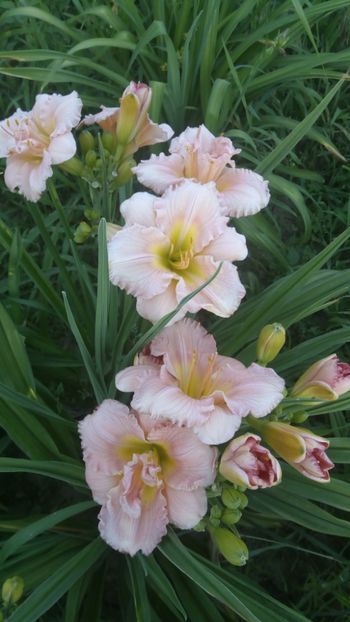  - 2019 Hemerocallisi