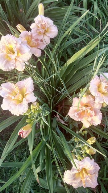  - 2019 Hemerocallisi