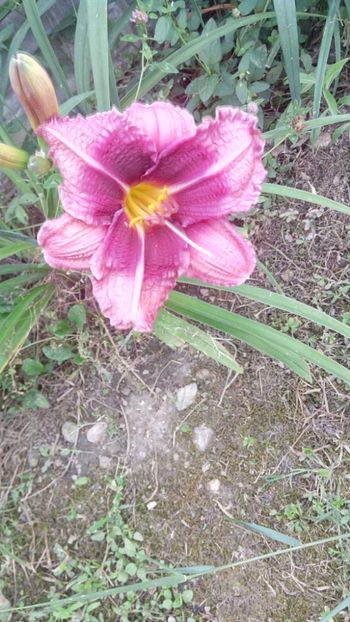  - 2019 Hemerocallisi