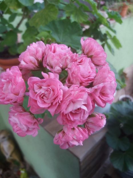 Australian Pink Rosebud - Muscate 2019