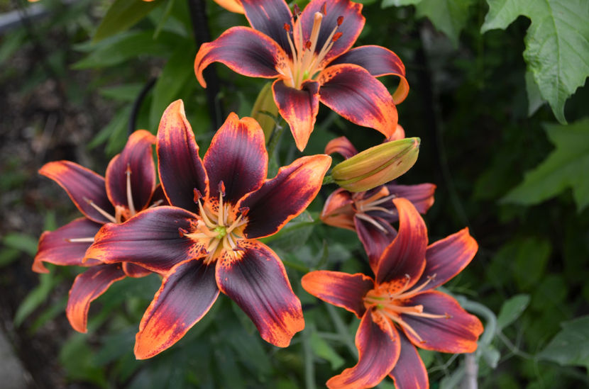  - dragostea  de natura