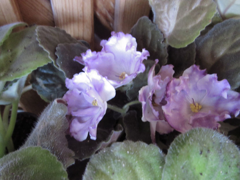 RS Palmira - Violete