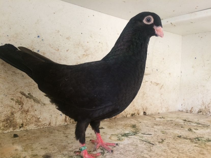 174619 - 2-lot zbor pana simpla 2019